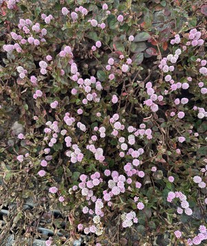 白瀬奈美の写メ日記｜ローテンブルク 吉原高級店ソープ