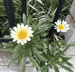 白瀬奈美の写メ日記｜ローテンブルク 吉原高級店ソープ