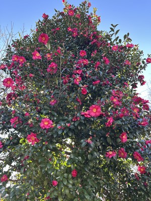 白瀬奈美の写メ日記｜ローテンブルク 吉原高級店ソープ