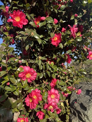 白瀬奈美の写メ日記｜ローテンブルク 吉原高級店ソープ