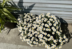 白瀬奈美の写メ日記｜ローテンブルク 吉原高級店ソープ