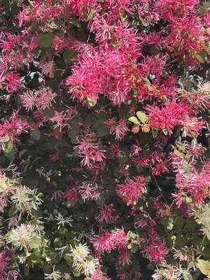 白瀬奈美の写メ日記｜ローテンブルク 吉原高級店ソープ