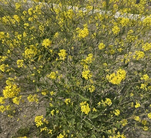 白瀬奈美の写メ日記｜ローテンブルク 吉原高級店ソープ