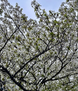 白瀬奈美の写メ日記｜ローテンブルク 吉原高級店ソープ