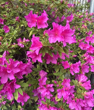 白瀬奈美の写メ日記｜ローテンブルク 吉原高級店ソープ