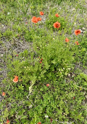 白瀬奈美の写メ日記｜ローテンブルク 吉原高級店ソープ