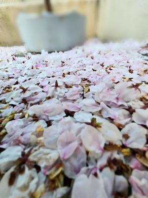 志摩かおるの写メ日記｜ローテンブルク 吉原高級店ソープ