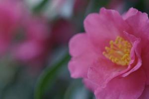 土屋まなみの写メ日記｜ローテンブルク 吉原高級店ソープ