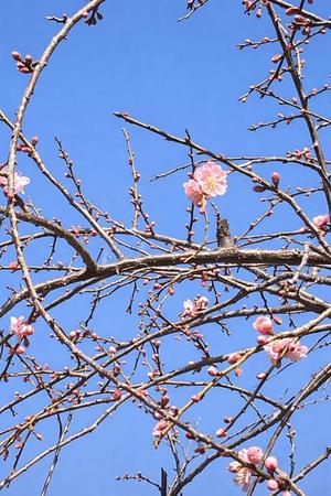 土屋まなみの写メ日記｜ローテンブルク 吉原高級店ソープ