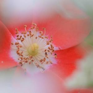 土屋まなみの写メ日記｜ローテンブルク 吉原高級店ソープ