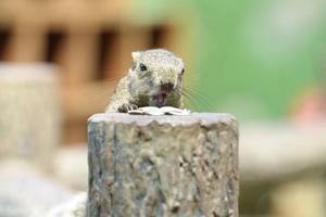 土屋まなみの写メ日記｜ローテンブルク 吉原高級店ソープ