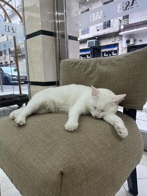 芦屋 潤の写メ日記｜セグレターリオ 吉原高級店ソープ