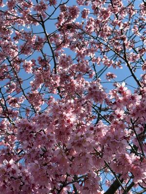 椿あやめの写メ日記｜セグレターリオ 吉原高級店ソープ