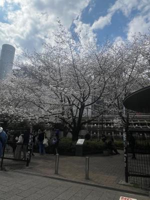 ひめかの写メ日記｜セグレターリオ 吉原高級店ソープ