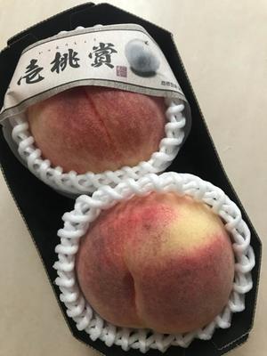 あかりの写メ日記｜セグレターリオ 吉原高級店ソープ