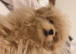 ねねの写メ日記｜スカイ 吉原高級店ソープ