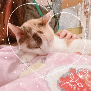 みけの写メ日記｜スカイ 吉原高級店ソープ