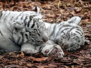 ゆあ☆の写メ日記｜粋美 吉原高級店ソープ