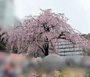 Amuの写メ日記｜リッチ～THE RICH～ 千葉県・栄町高級店ソープ