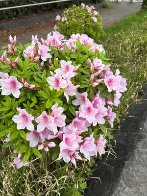 Amuの写メ日記|リッチ~THE RICH~ 吉原高級店ソープ