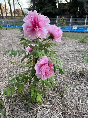 Amuの写メ日記｜リッチ～THE RICH～ 千葉県・栄町高級店ソープ