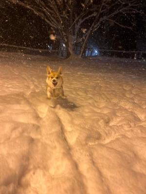 さくらの写メ日記｜ティアラ 吉原高級店ソープ