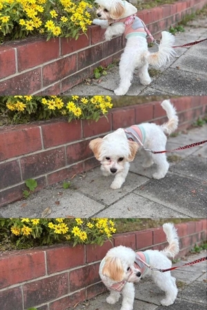 まゆかの写メ日記｜TOKYO BUNNYS CLUB 吉原高級店ソープ