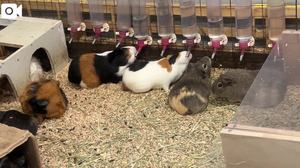 花嶋りくの写メ日記｜ヴェルサイユ 吉原高級店ソープ