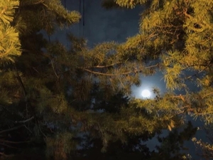 花嶋りくの写メ日記｜ヴェルサイユ 吉原高級店ソープ