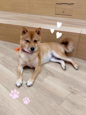 れいの写メ日記｜ヴェルサイユ 吉原高級店ソープ