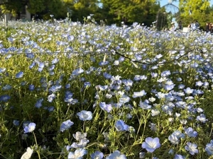 かすみの写メ日記｜ヴェルサイユ 吉原高級店ソープ