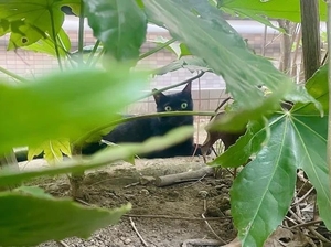 羽夢（はむ）わかなの写メ日記｜ヴェルサイユ 吉原高級店ソープ