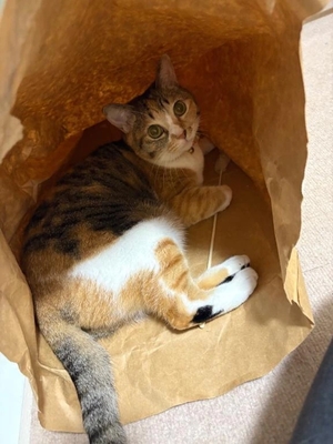 咲良の写メ日記｜ヴェルサイユ 吉原高級店ソープ