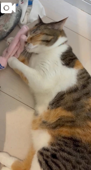 咲良の写メ日記｜ヴェルサイユ 吉原高級店ソープ