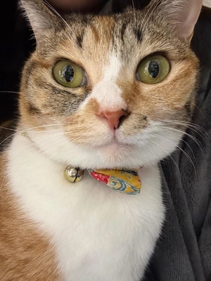 咲良の写メ日記｜ヴェルサイユ 吉原高級店ソープ