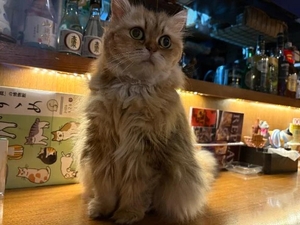咲良の写メ日記｜ヴェルサイユ 吉原高級店ソープ