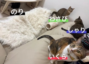 咲良の写メ日記｜ヴェルサイユ 吉原高級店ソープ