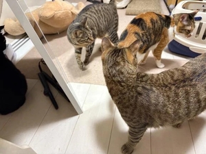 咲良の写メ日記｜ヴェルサイユ 吉原高級店ソープ