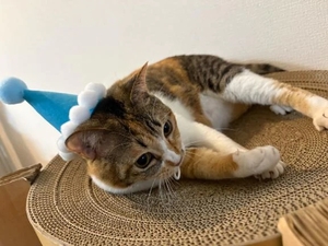 咲良の写メ日記｜ヴェルサイユ 吉原高級店ソープ