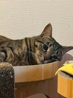 咲良の写メ日記｜ヴェルサイユ 吉原高級店ソープ