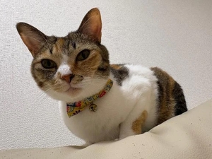 咲良の写メ日記｜ヴェルサイユ 吉原高級店ソープ