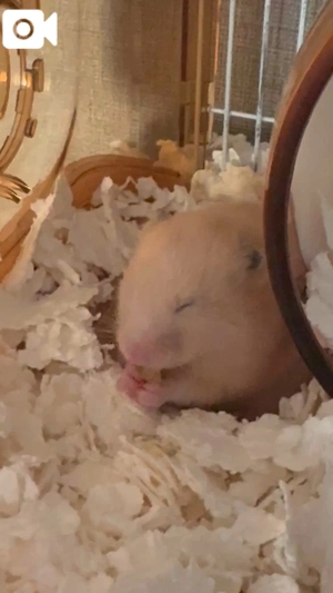 らんの写メ日記｜ヴェルサイユ 吉原高級店ソープ