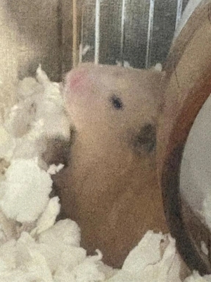 らんの写メ日記｜ヴェルサイユ 吉原高級店ソープ