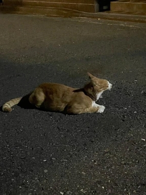 りんの写メ日記|鹿鳴館 吉原高級店ソープ
