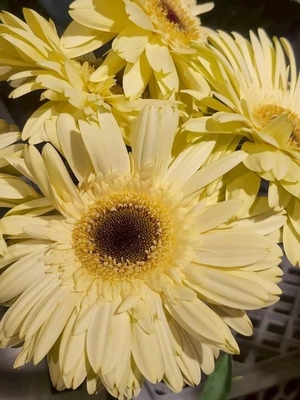 南風ひなつの写メ日記｜鹿鳴館 吉原高級店ソープ